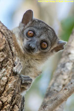 sportive lemur